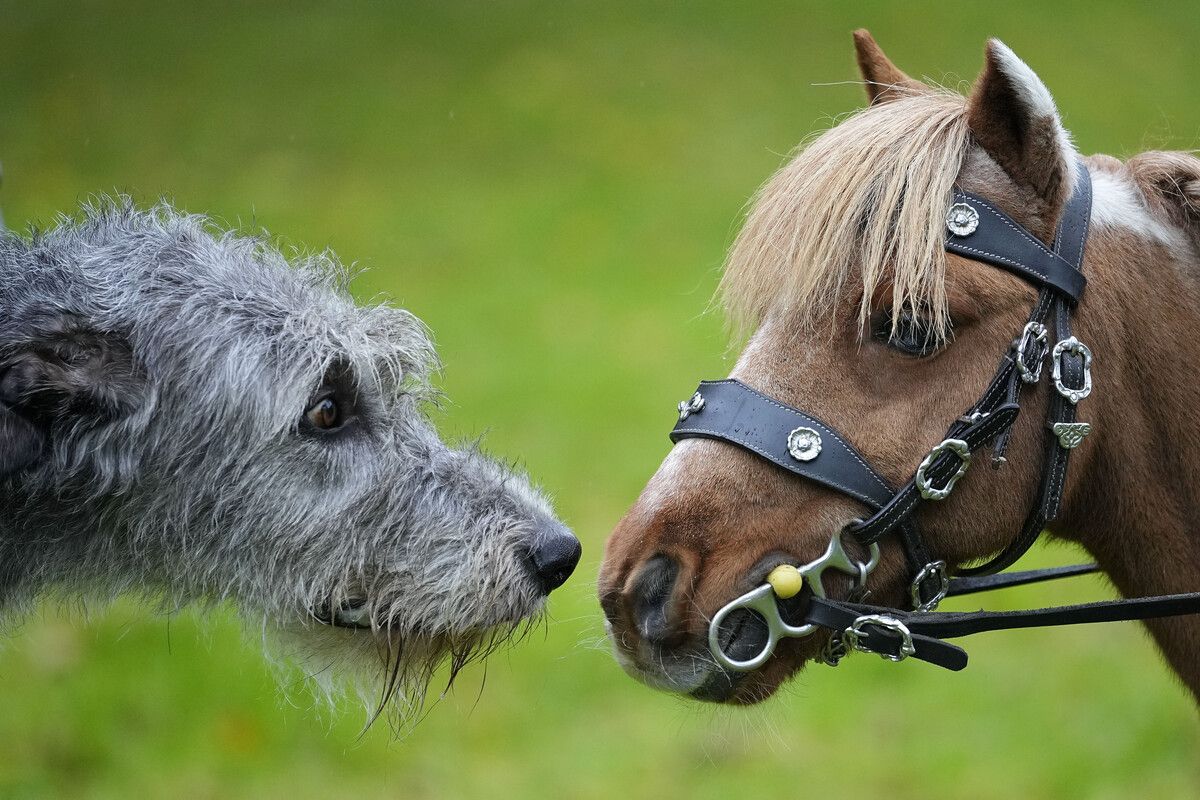 Bei einer Pressekonferenz zu einer anstehenden Messe für Hunde- und Pferdeliebhaber in Dortmund sind auch zwei vierbeinige Protagonisten anwesend. AP