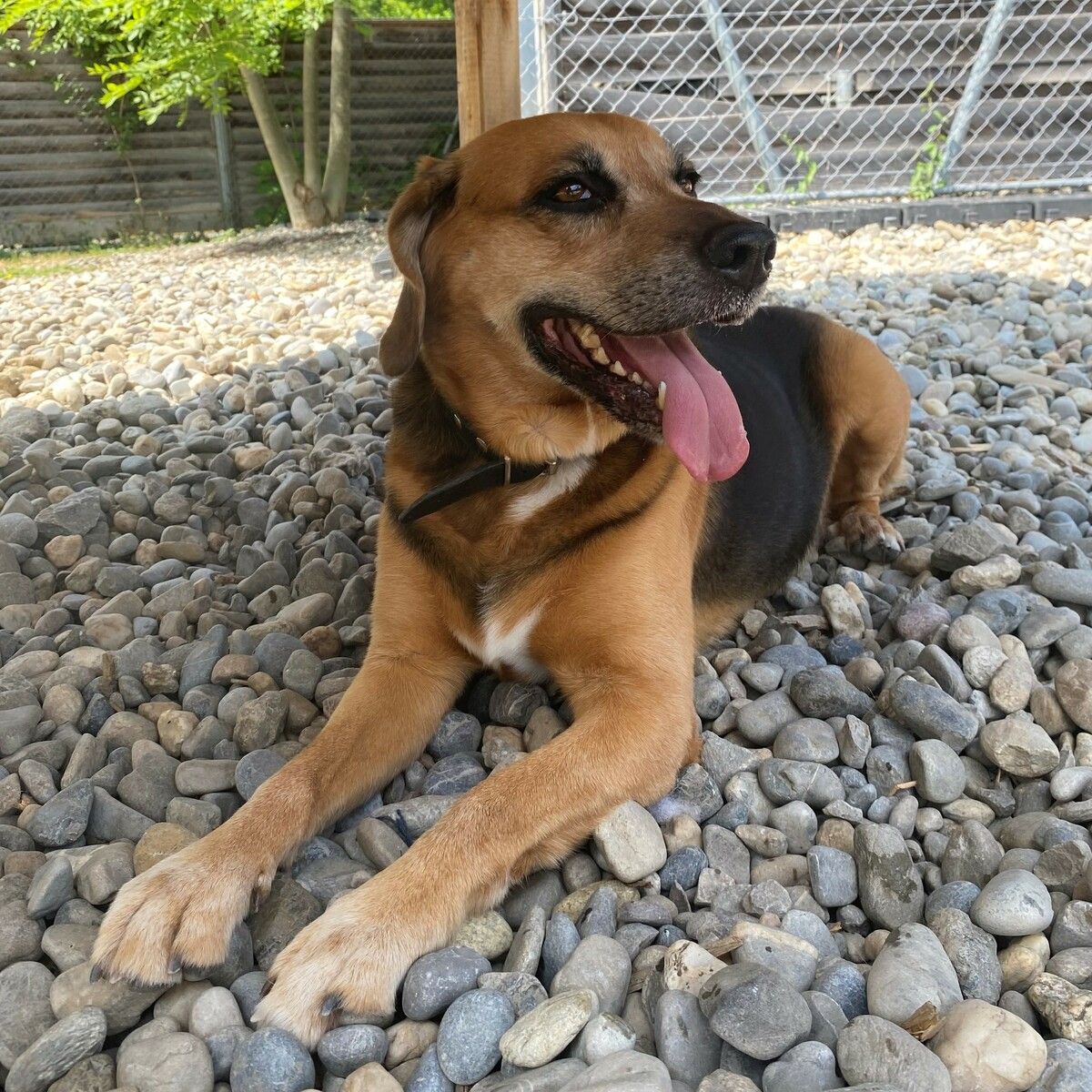 Berner-Sennenhund-Mischling Rocky liebt es, neue Gerüche zu erschnüffeln.