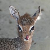 Süßer Nachwuchs im Dikdik-Gehege
