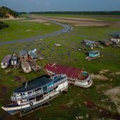 Hitze und Dürre am Amazonas: Über 100 tote Flussdelfine