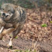 Bescheid zum Wolfsabschuss vom Verwaltungsgericht abgewiesen