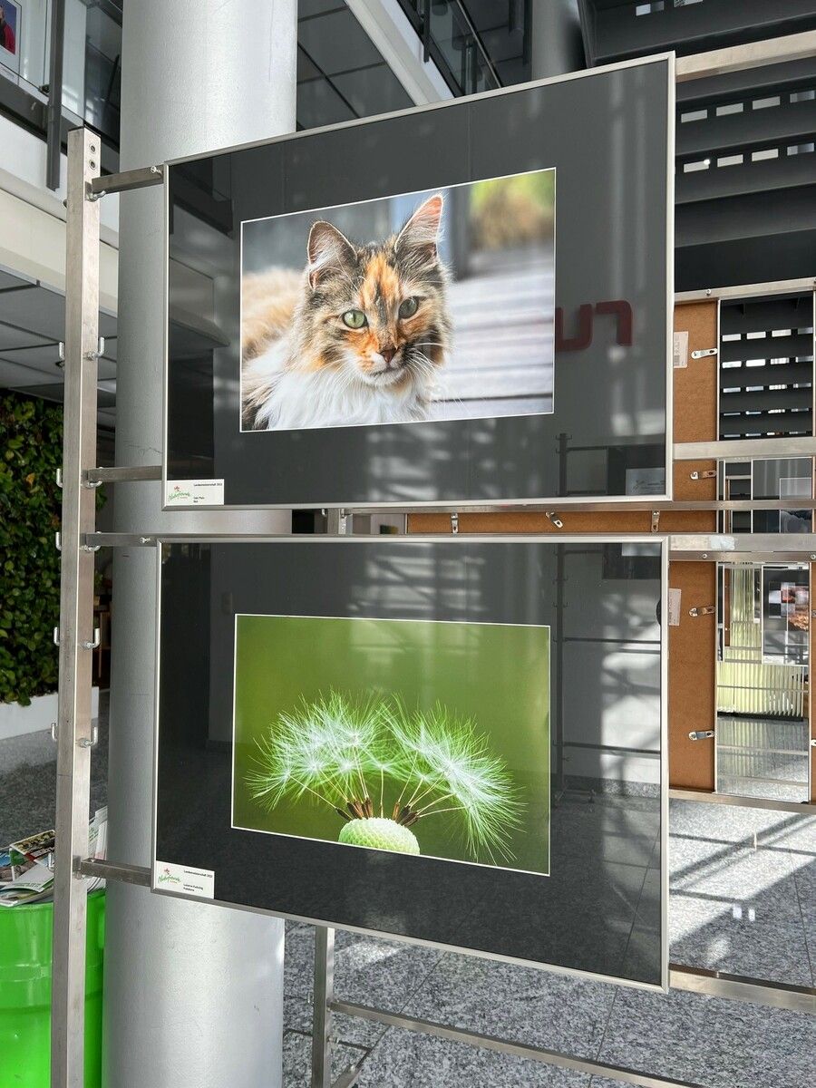 Die Ausstellung der Naturfreunde ist noch bis 25. Oktober im Foyer von Russmedia in Schwarzach zu sehen.