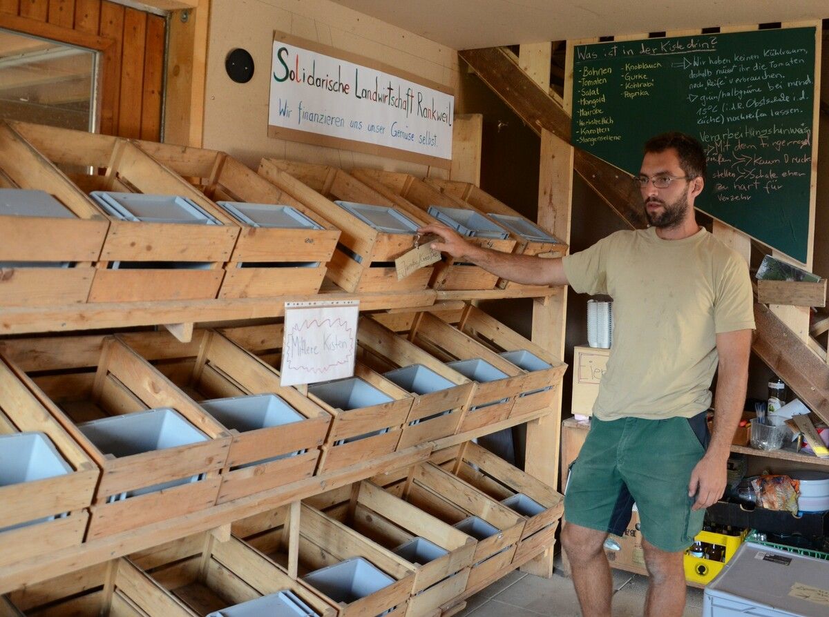 Die Gemüsekisten für die ErnteteilerInnen werden jeden Freitag nach der Ernte gefüllt.HRJ (5)