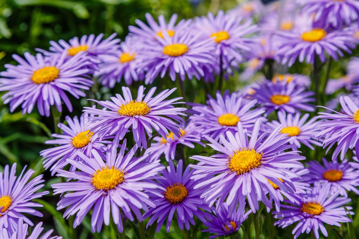 Die Herbstaster leuchtet in den Farben hellrosa bis violett.