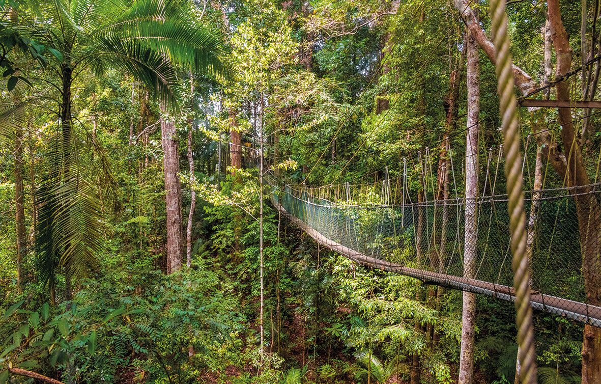 Die längste Baumkronenwanderung der Welt gibt‘s im Taman Negara Nationalpark.