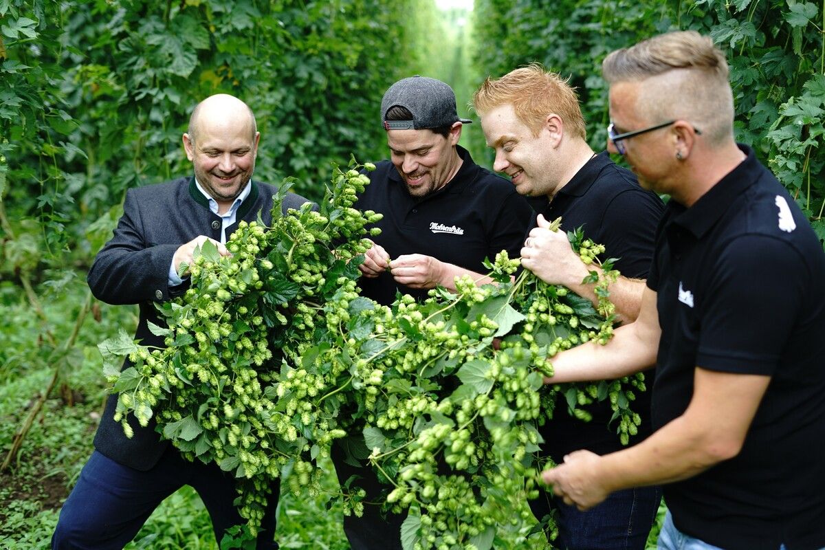 Die Mohrenbrauerei und der Tettnanger Hopfenbaubetrieb Bentele sorgen mit dem exklusiven Anbau von Aromahopfen für regionalen Biergenuss. Mit der langfristigen Kooperation sichert sich die Brauerei Qualität und Liefersicherheit beim Bier-Rohstoff. Braumeister Tim Groeger (links) und seine Kollegen. Fa/schneider