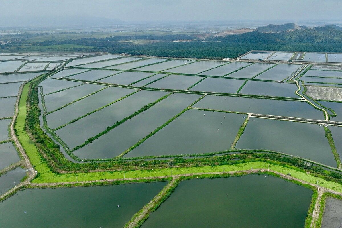 Diese Luftaufnahme zeigt Teiche einer Garnelenfarm in Taura, Ecuador.  AFP