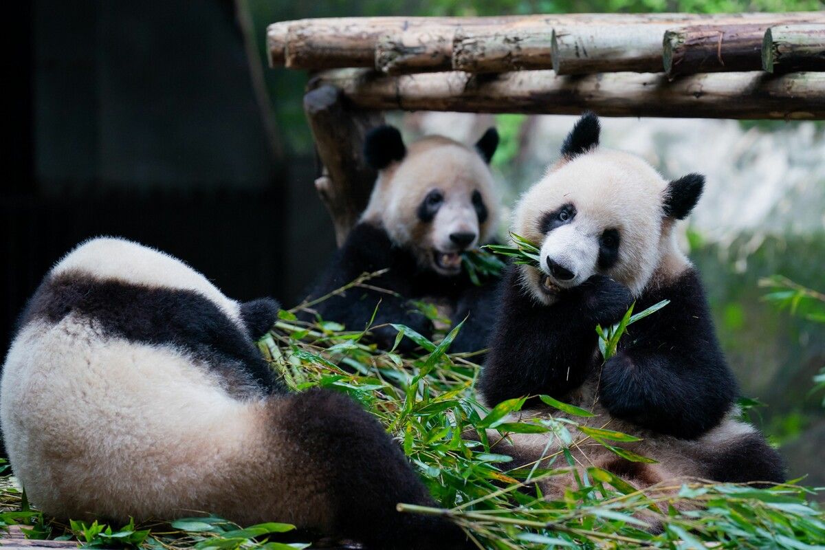 Diese Pandas leben in einem Zoo in der südwestlichen chinesischen Gemeinde Chongqing. AFP