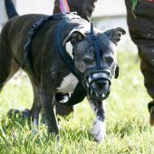 Diese Regeln gelten für Listenhunde in Vorarlberg