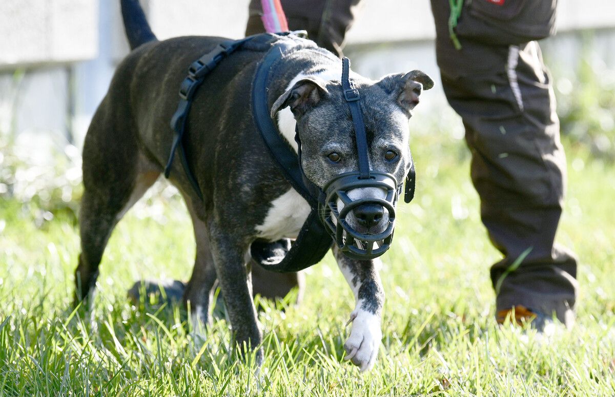 Ein American Staffordshire Terrier hatte die Frau am vergangenen Montag in Oberösterreich totgebissen. Symbol APA/HANS PUNZ