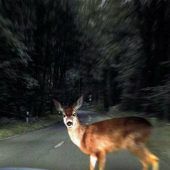 Wildunfall in Schröcken endete für Hund tödlich