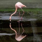 Fuchs im Zoo Schönbrunn riss fast gesamte Flamingokolonie