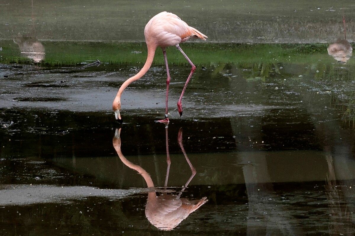 Ein Versäumnis kostete im Zoo Schönbrunn viele Flamingos das Leben. reuters