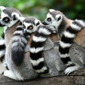 Hübsche Familie