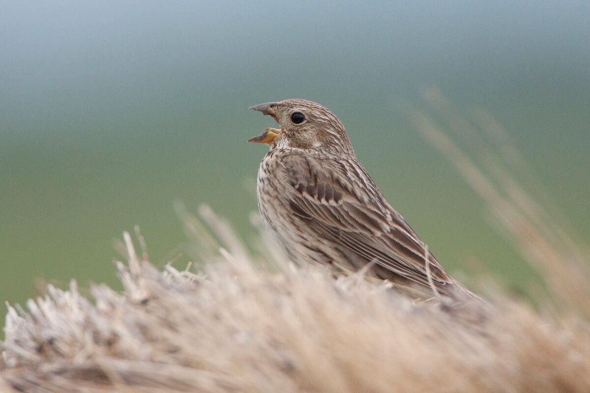 Vogel des Jahres