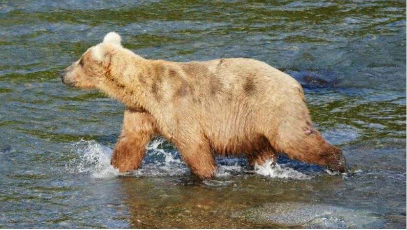 Braunbärweibchen Grazer war beim Lachsfressen besonders erfolgreich.
