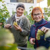 Der perfekte Zeitpunkt ist bei der Weinlese am wichtigsten