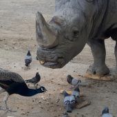Trauer um das älteste Nashorn Europas