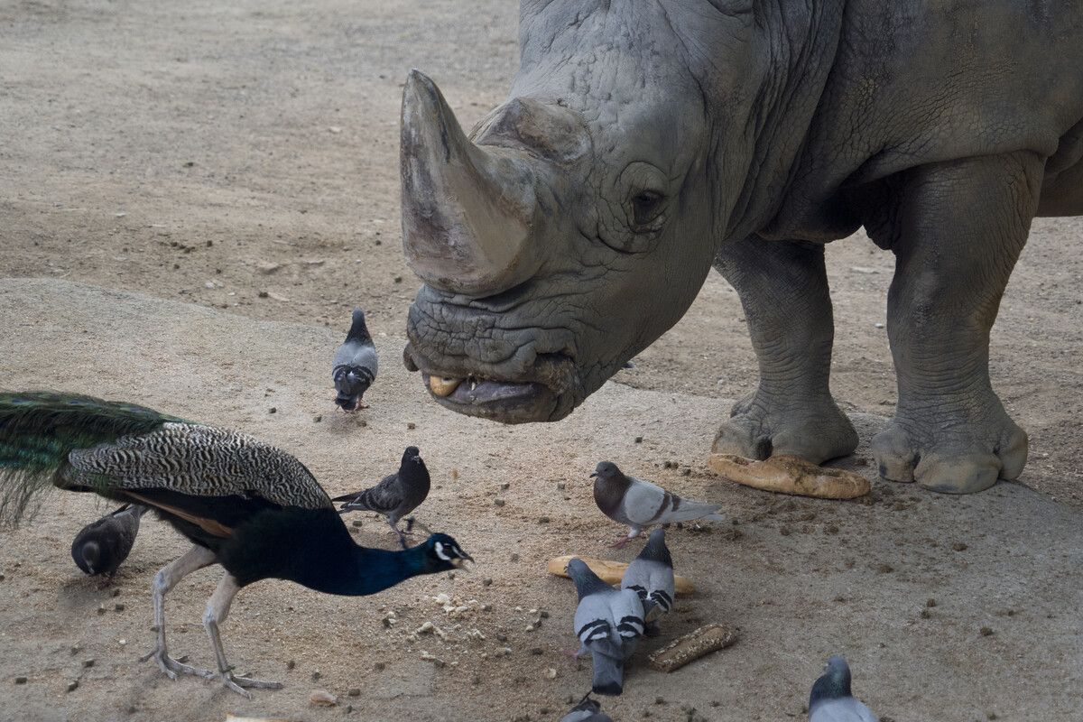 Nashorn Pedro war zum Todeszeitpunkt zwischen 53 und 54 Jahre alt. AP