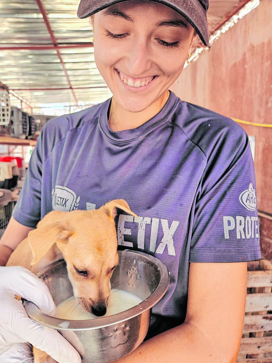 Viele der Hunde und Katzen sind verletzt und unterversorgt.Patsch