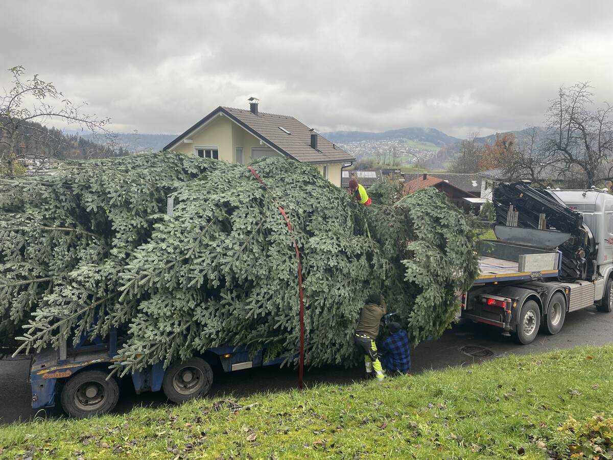Auf einen Sattelzug wurde die Tanne verladen und für den Transport nach Bregenz vorbereitet.