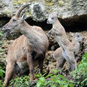 Pflanzen und Tiere in Gefahr