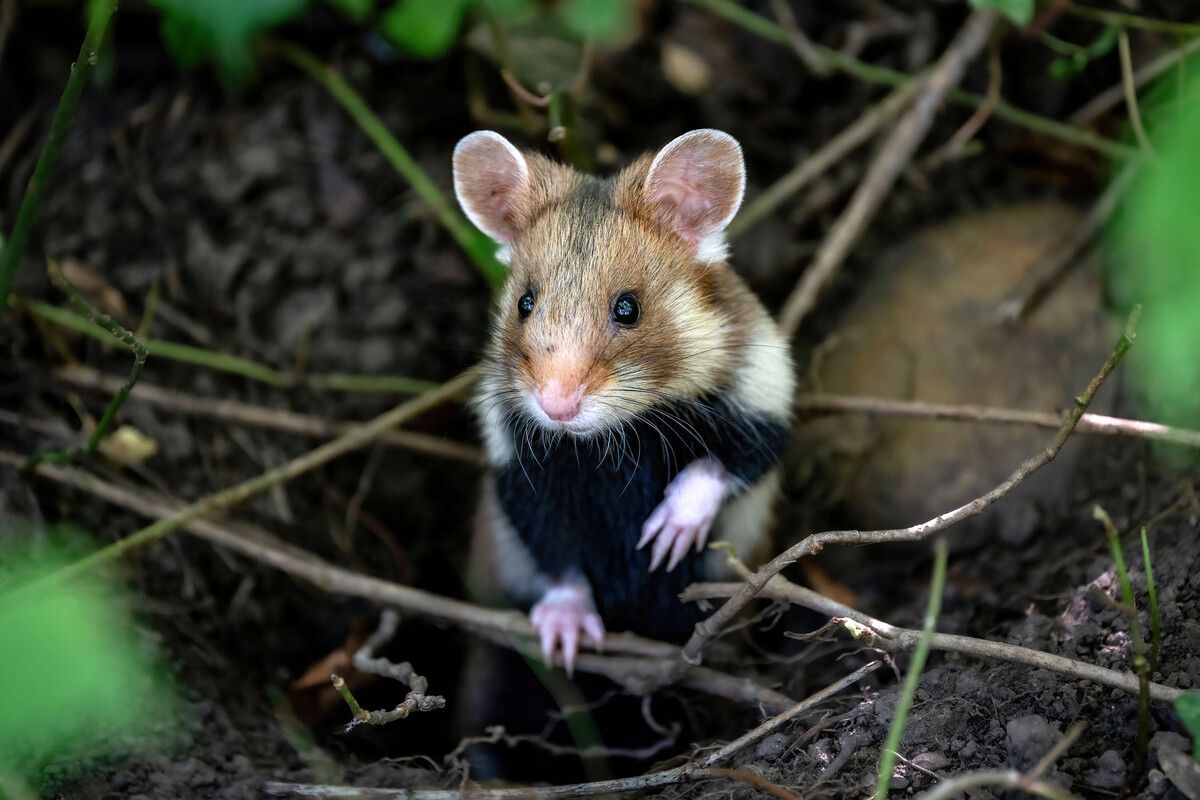 Der Feldhamster ist Tier des Jahres. Er sei der einzige in unseren Breiten vorkommende Hamster und eine der meistgefährdeten Tierarten Österreichs, berichtete der Naturschutzbund. APA/Naturschutzbund/Moser