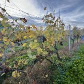 Tierschützer prangern ­Winzer an: „Rufschädigung“