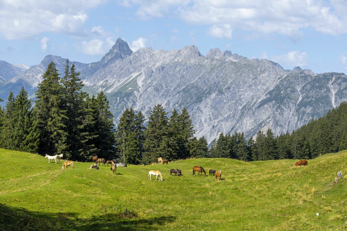 Die Natur in Europa soll besser geschützt werden. VN/Paulitsch