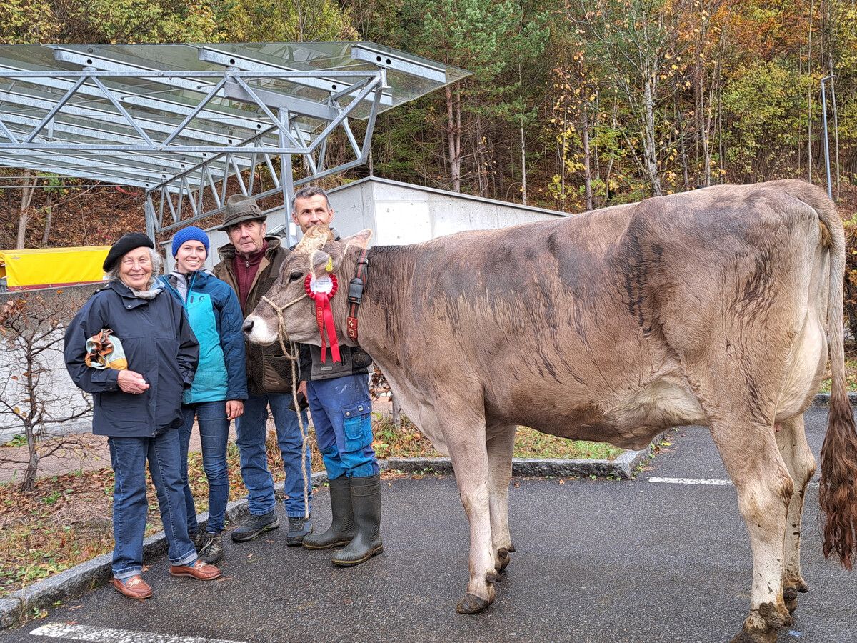 Die Siegerkuh in der Gruppe Brown Swiss und Gesamtsiegerin des Tages. Stadt