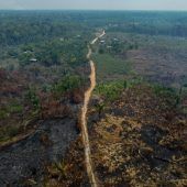 Weniger Rodung im brasilianischen Amazonasgebiet