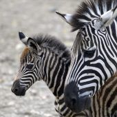 Hübsches Zebrafohlen