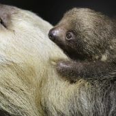 Baby-News im Zoo
