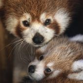 Niedlicher Mini-Panda