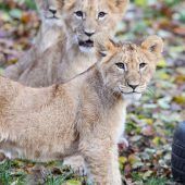Löwenbabys getauft