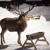 TBC hat das Montafon weiterhin im Griff