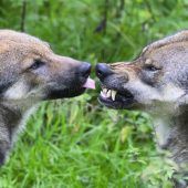 Schweizer Wolfsabschüsse mit Folgen für Vorarlberg