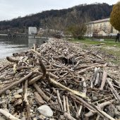 Schwemmholz ziert das ­Bodenseeufer bei Bregenz