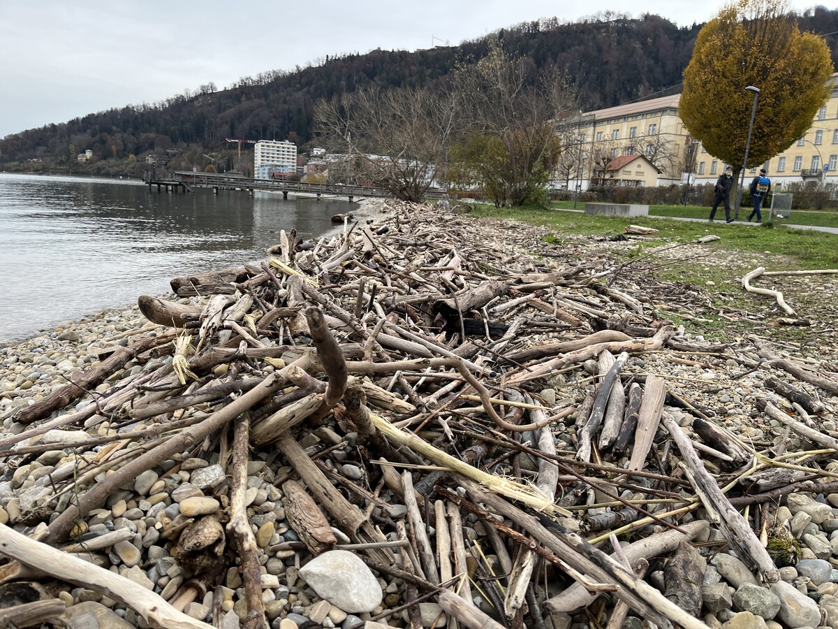 Jede Menge Treibholz ziert derzeit das Bodenseeufer an der Pipeline zwischen Bregenz und Lochau.VN/Plesch