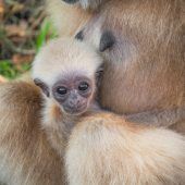 Gibbon-Nachwuchs: Es ist ein Mädchen!