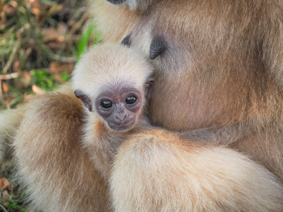 Nun wird nach einem Namen für das Gibbonmädchen gesucht. zoo salzburg