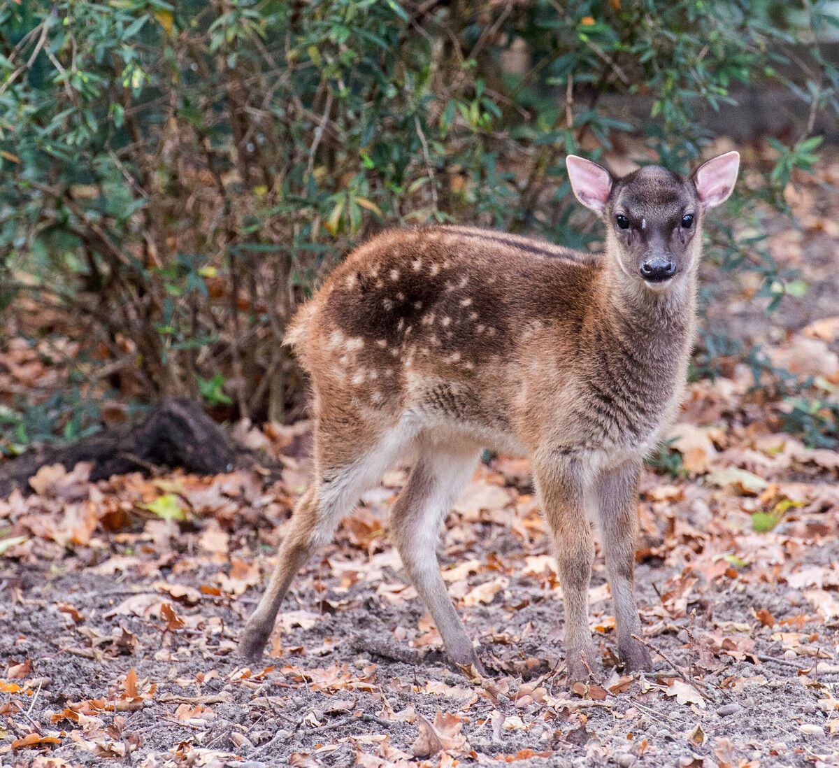 Prinz-Alfred-Hirsche zählen heute zu den seltensten Hirscharten weltweit. Zoo Berlin