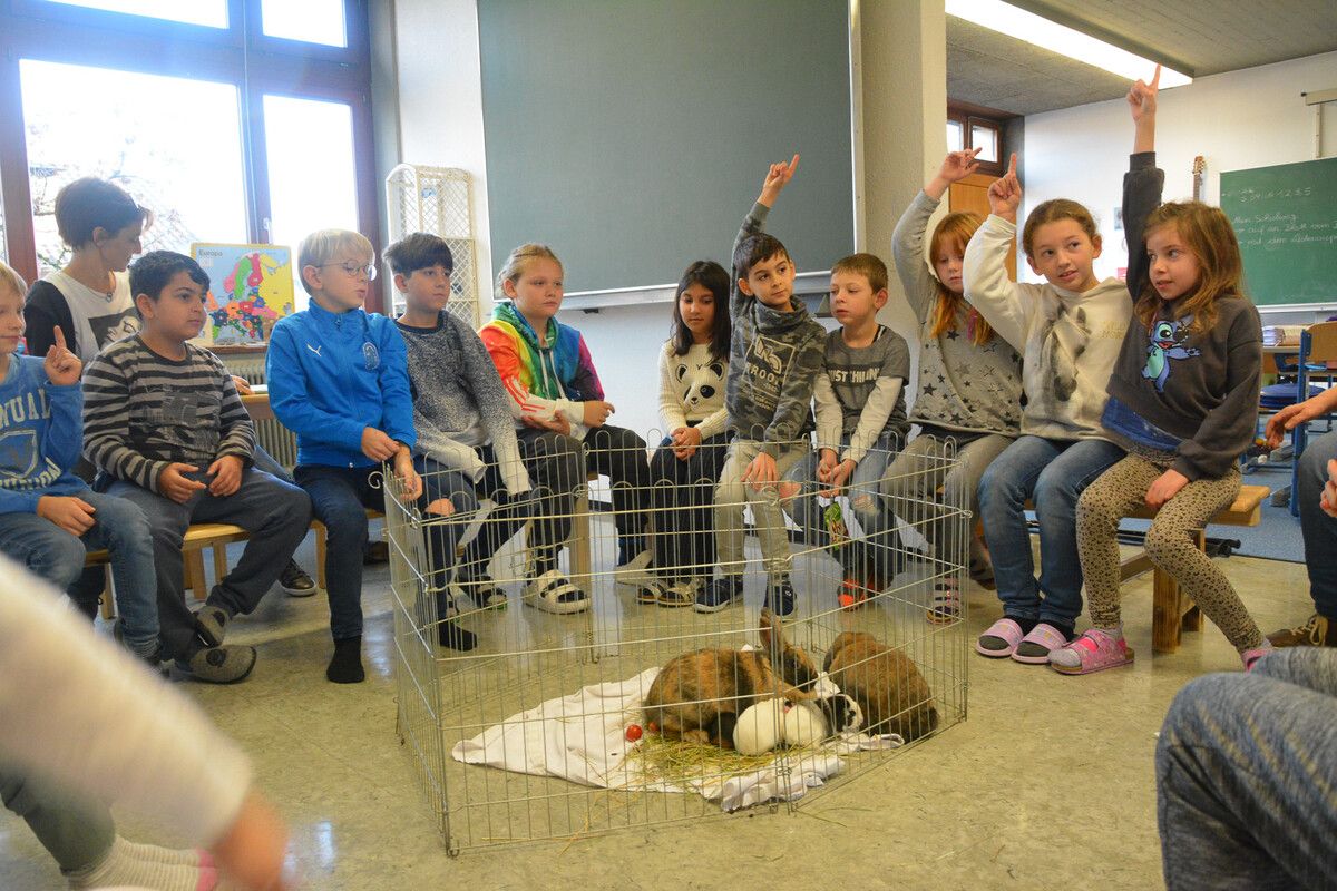 Tierischen Besuch hatten heute die 3b- und 1a-Klasse der Volksschule Rotkreuz. bvs (3)