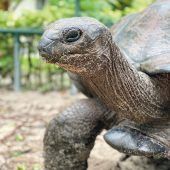 Auf Tuchfühlung mit den Schildkröten