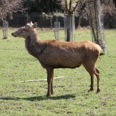 Wildpark-Shuttle geht in Winterruhe