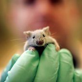 „Wir wollen Ihre Mäuse“ – Forscher suchen städtische Nagetiere