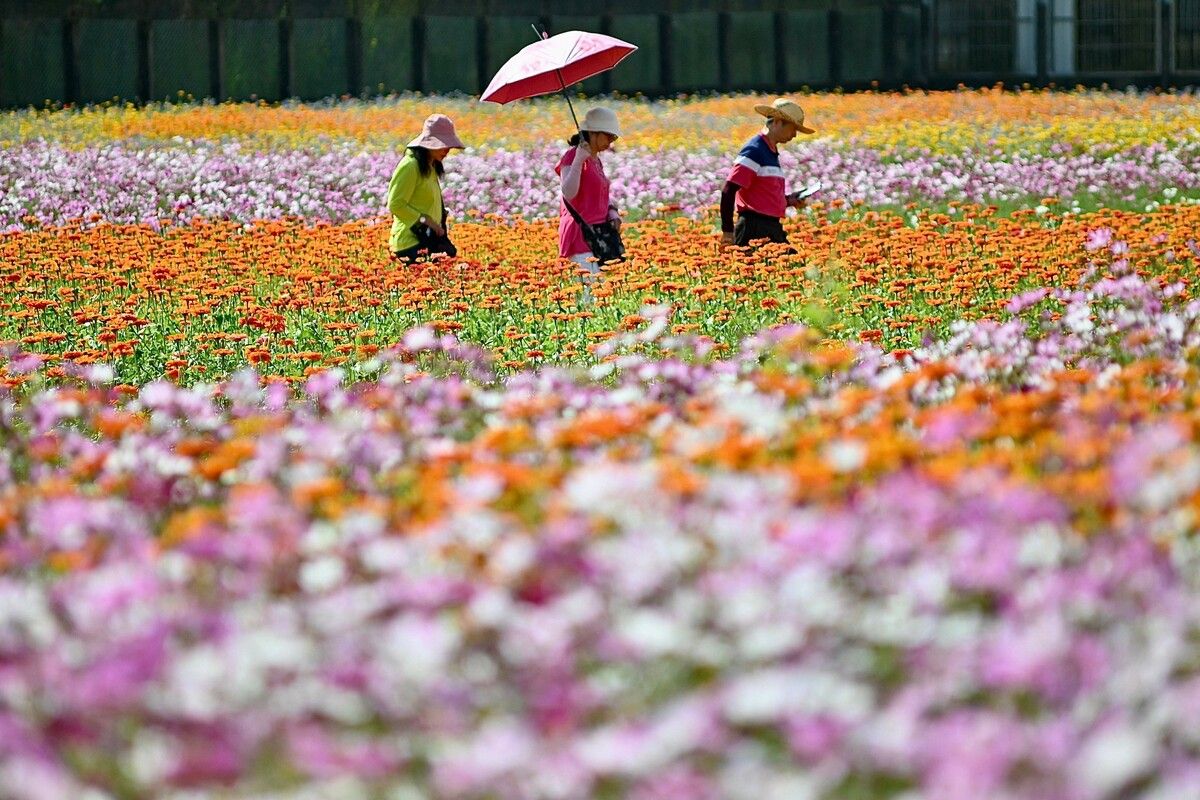 Während eines Blumenfestivals in Taoyuan, Taiwan, laufen Spaziergänger durch die farbenfrohe Pracht. AFP