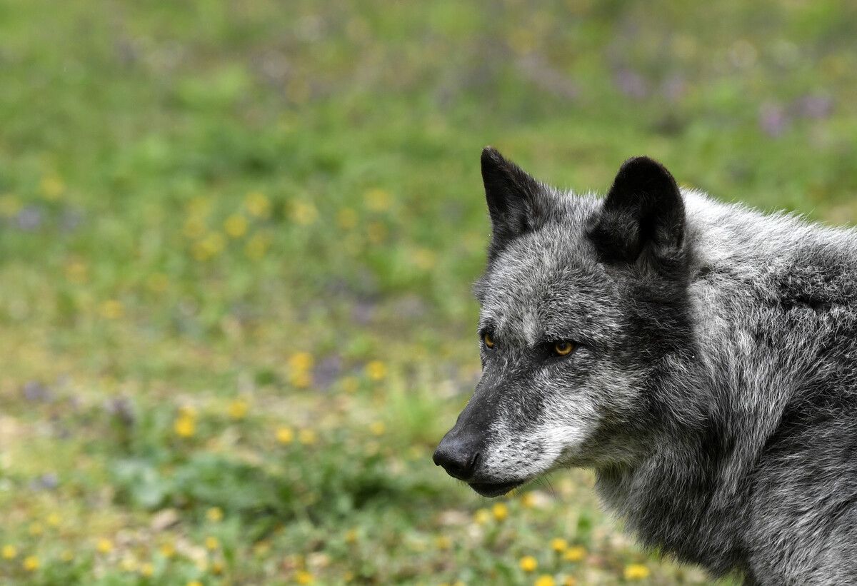 Immer wieder gibt es Debatten über den Wolf, zuletzt auch im Landtag. ⇒APA/Techt