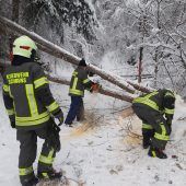 Schneelast „fällte“ weiterhin Bäume
