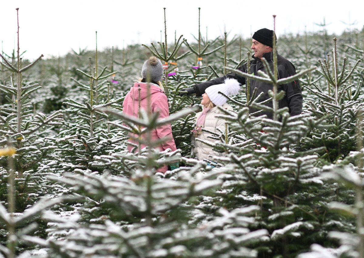 Besonders in Familien mit Kindern ist Weihnachten ohne Christbaum undenkbar. APA